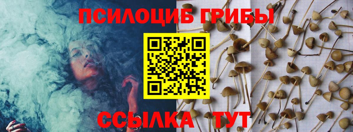 Псилоцибиновые грибы Psilocybine cubensis Ликино-Дулёво